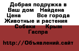 Добрая подружка,в Ваш дом!!!Найдена › Цена ­ 10 - Все города Животные и растения » Собаки   . Крым,Гаспра